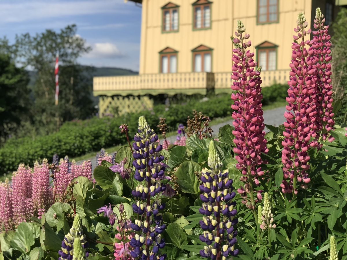 The historic garden is lush and very beautiful.&nbsp; Photo: Ann Kristin Eggen / Aulestad

